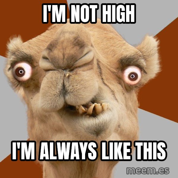 Crazy Camel lol meme: I'm not high / i'm always like this
