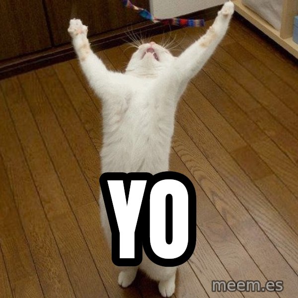 praise the lord cat meme: yo