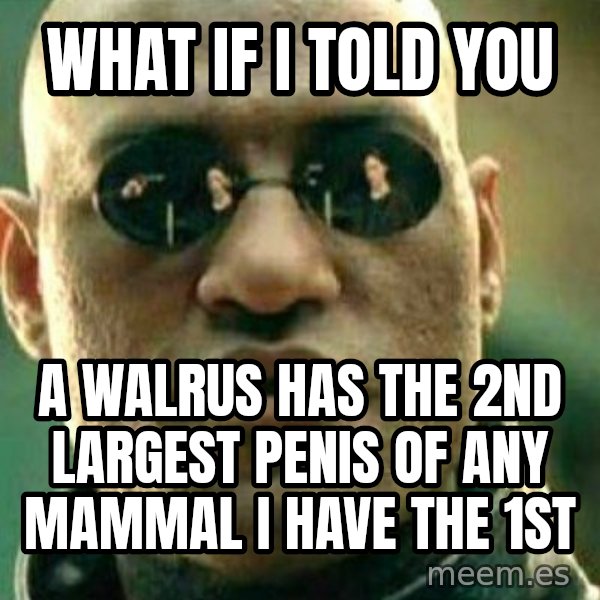 What If I Told You meme: what if i told you / a walrus has the 2nd largest penis of any mammal i have the 1st
