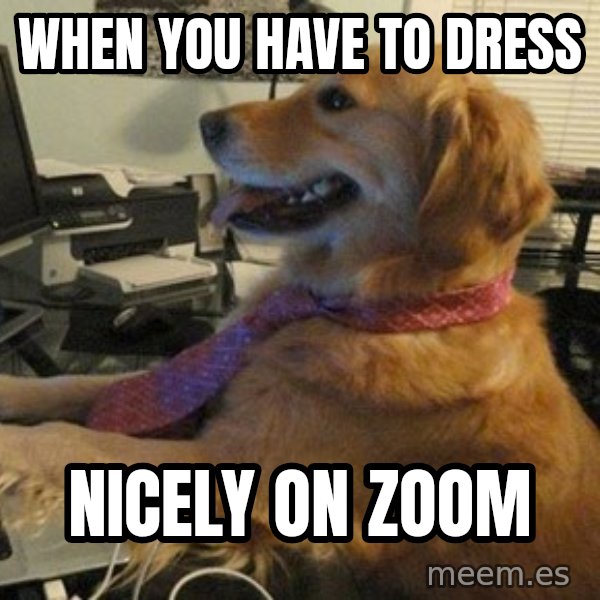 I have no idea what I'm doing - Dog with Tie meme: When you have to dress / Nicely on zoom
