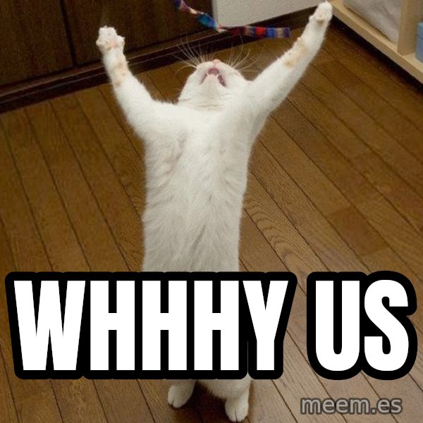 praise the lord cat meme: WHHHY US