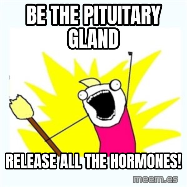 All the things meme: be the pituitary gland / release all the hormones!