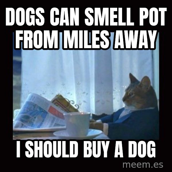 i should buy a boat cat meme: Dogs can smell pot from miles away / I should buy a dog
