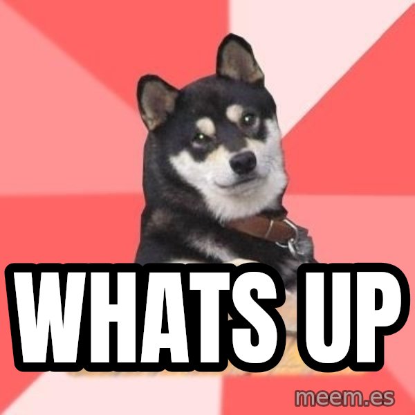 Cool Dog meme: whats up