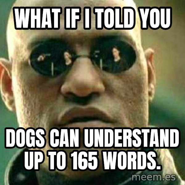 What If I Told You meme: What if I told you / dogs can understand up to 165 words.