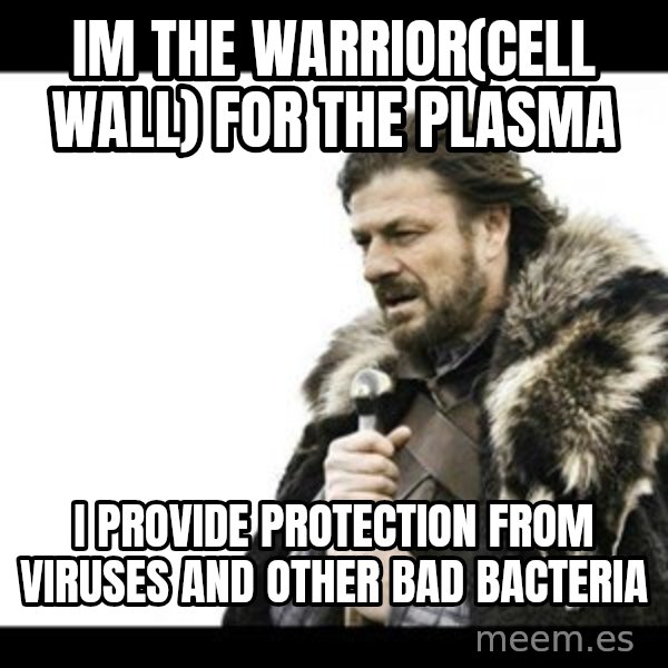 Winter is Coming meme: Im the warrior(cell wall) for the plasma / i provide protection from viruses and other bad bacteria