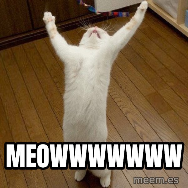 praise the lord cat meme: meowwwwwww