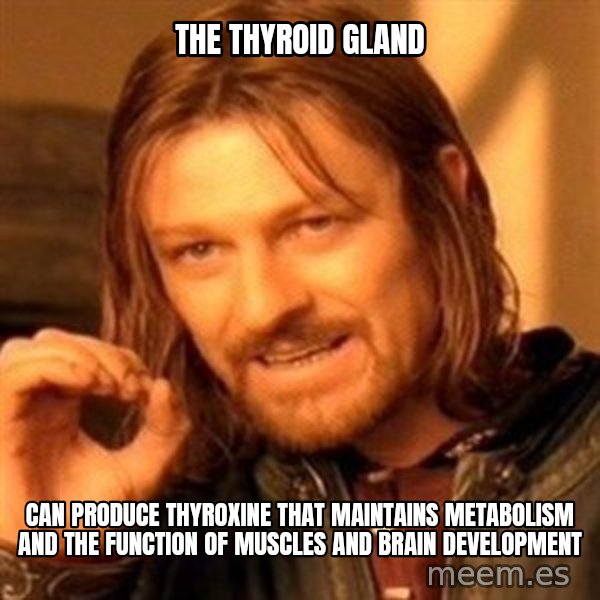 One Does Not Simply meme: The Thyroid gland / can produce thyroxine that maintains metabolism and the function of muscles and brain development