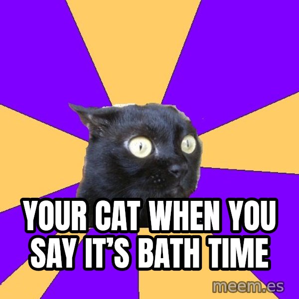 Anxiety Cat meme: Your cat when you say it’s bath time