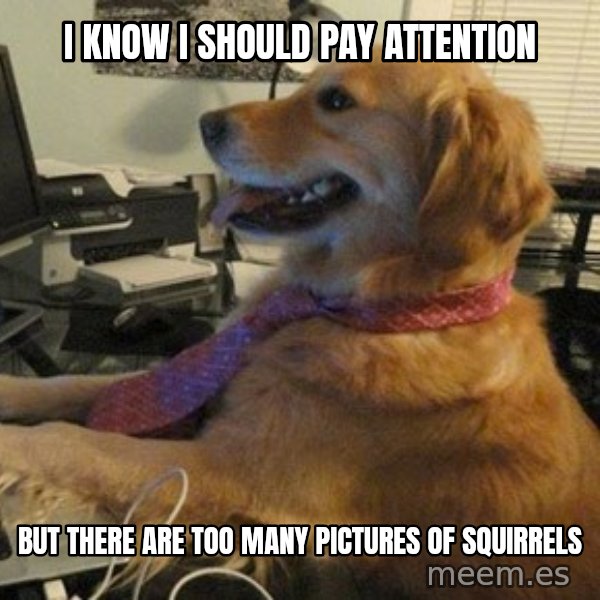 I have no idea what I'm doing - Dog with Tie meme: I know I should pay attention / But there are too many pictures of squirrels