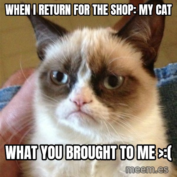 Grumpy Cat  meme: when i return for the shop: My cat / WHAT YOU BROUGHT TO ME >:(