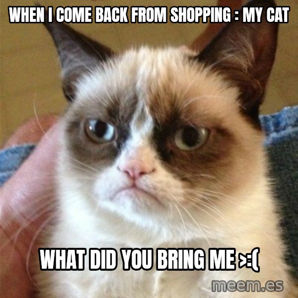 Grumpy Cat  meme: when i come back from shopping : My Cat / WHAT DID YOU BRING ME >:(