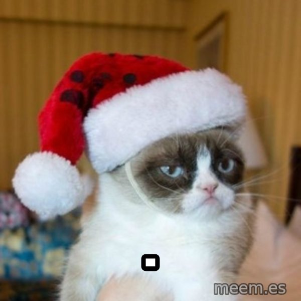 Grumpy Cat Santa Hat meme: .