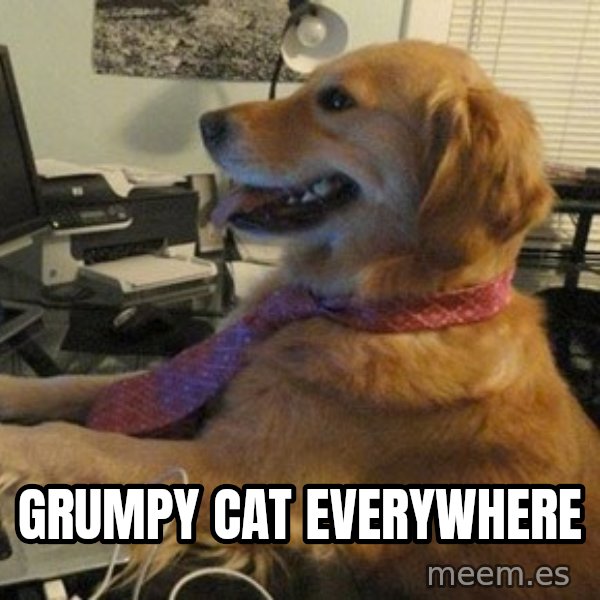 I have no idea what I'm doing - Dog with Tie meme: grumpy cat everywhere