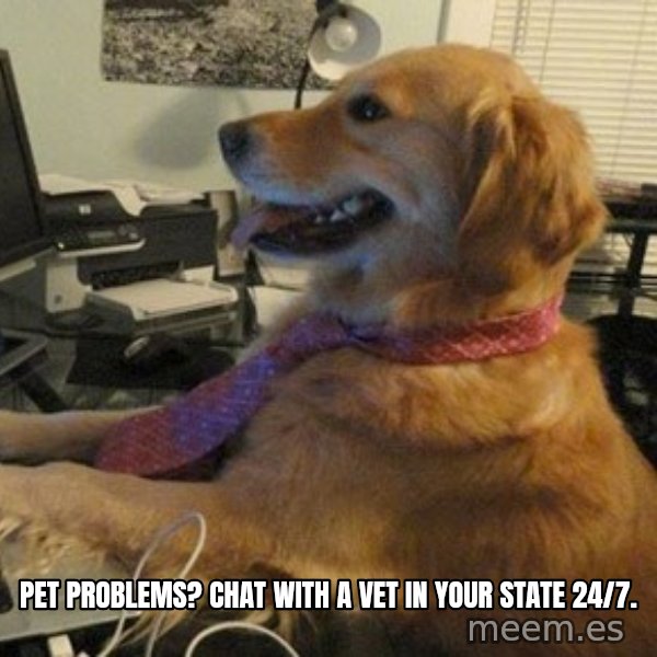 I have no idea what I'm doing - Dog with Tie meme: Pet Problems? Chat with a vet in your state 24/7.