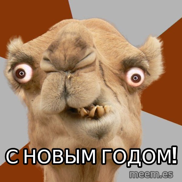 Crazy Camel lol meme: С Новым Годом!