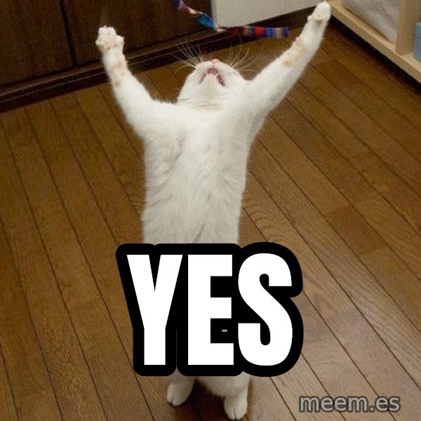 praise the lord cat meme: YES