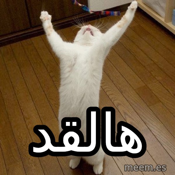 praise the lord cat meme: هالقد