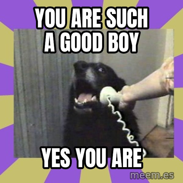 Yes, this is dog! meme: you are such a good boy / yes you are