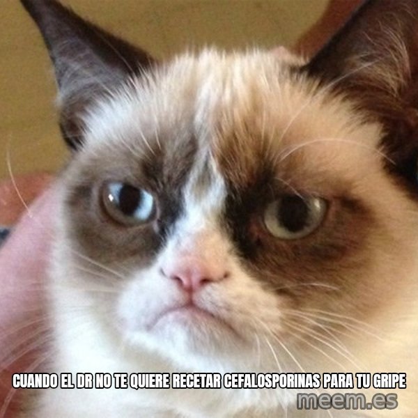 Angry Cat Meme meme: Cuando el Dr no te quiere recetar cefalosporinas para tu gripe