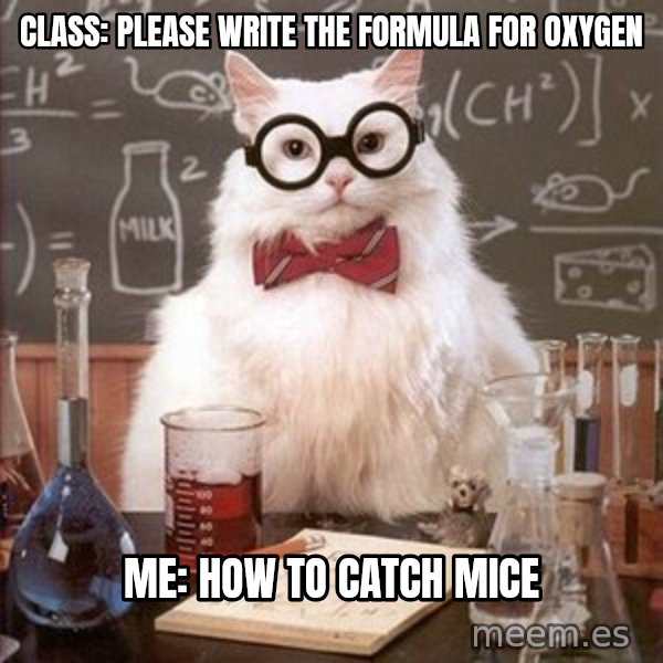 Chemistry Cat meme: Class: Please write the formula for oxygen / me: how to catch mice