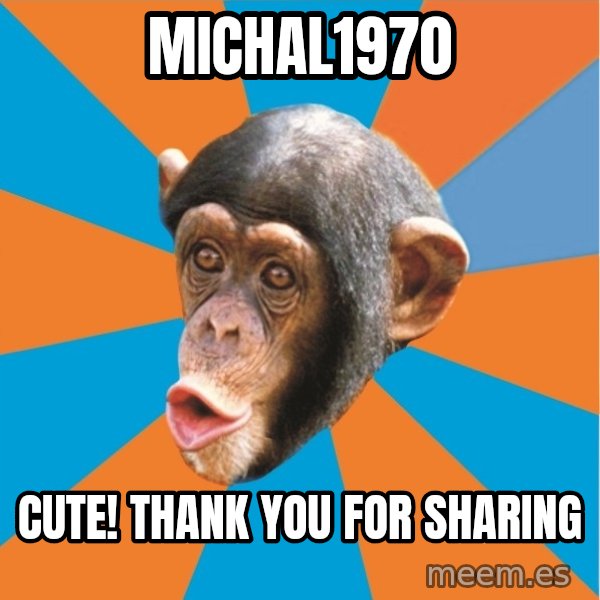 Stupid Monkey meme: Michal1970 / Cute!  Thank you for sharing
