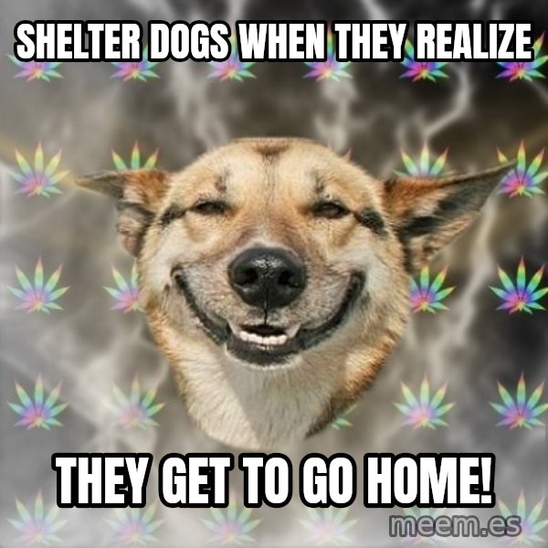 Stoner Dog meme: Shelter dogs when they realize / they get to go home!