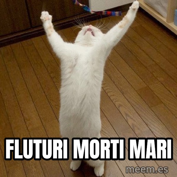 praise the lord cat meme: FLUTURI MORTI MARI