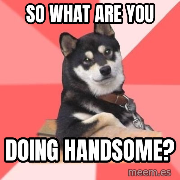 Cool Dog meme: So what are you / doing Handsome?