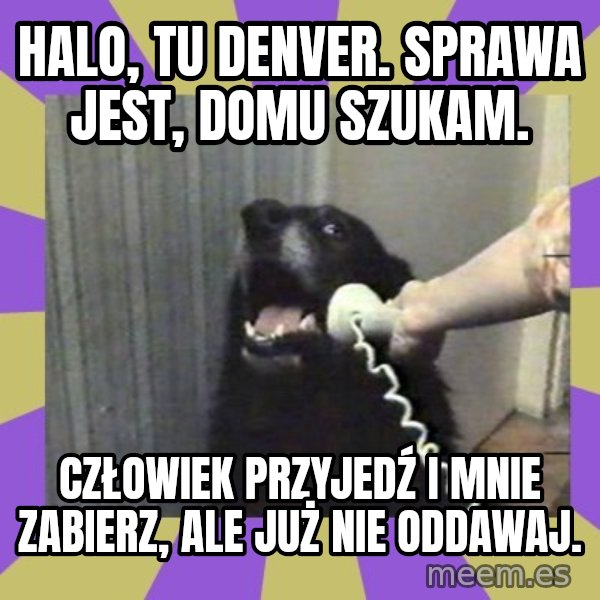Yes, this is dog! meme: Halo, tu Denver. Sprawa jest, domu szukam. / Człowiek przyjedź i mnie zabierz, ale już nie oddawaj.