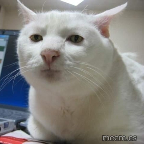 Serious Cat meme template