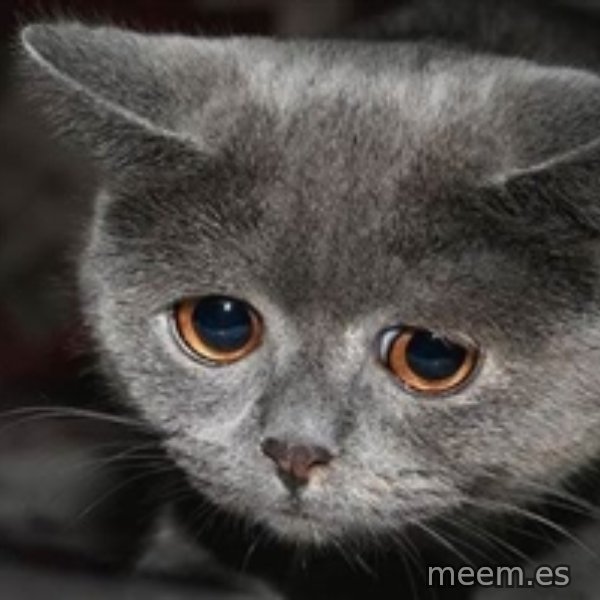 Sadcat meme template