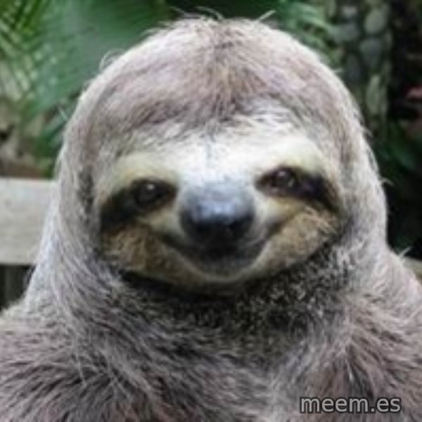 Sexual Sloth meme template