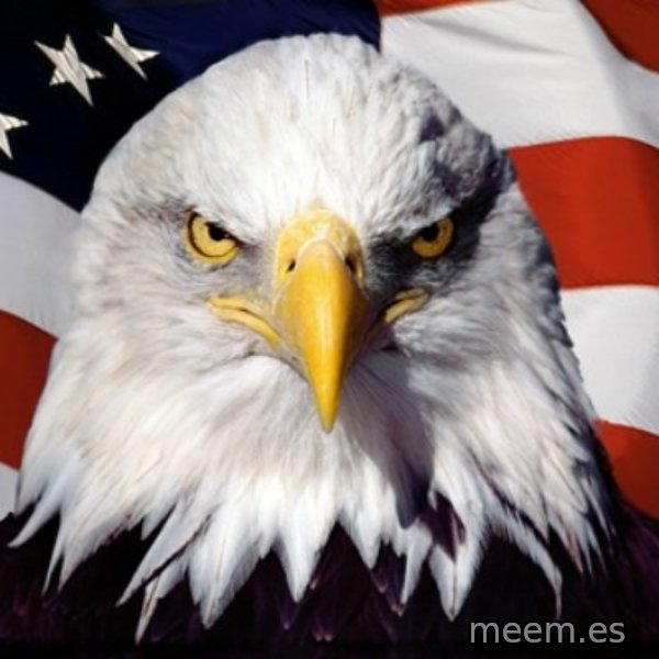 Freedom Eagle  meme template