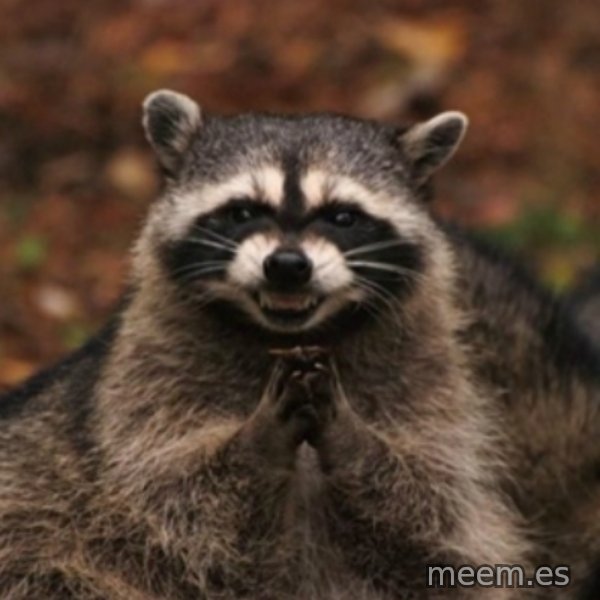 evil raccoon meme template
