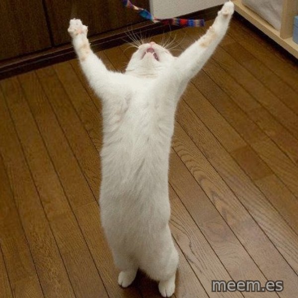 praise the lord cat meme template