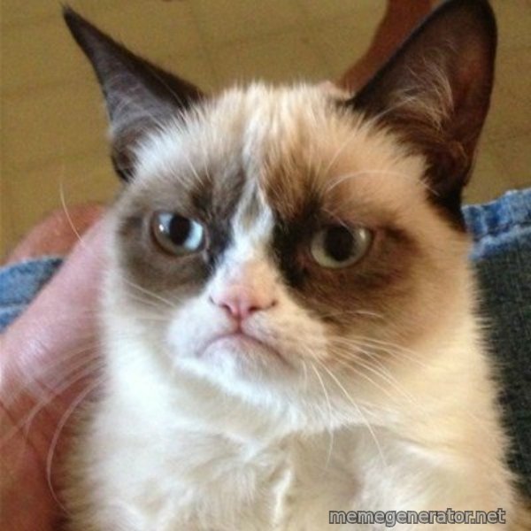 Grumpy Cat  meme template