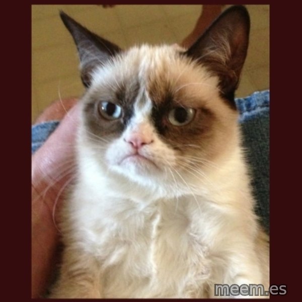 Tard the Grumpy Cat meme template