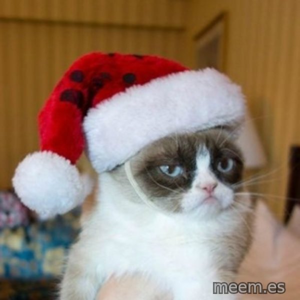 Grumpy Cat Santa Hat meme template