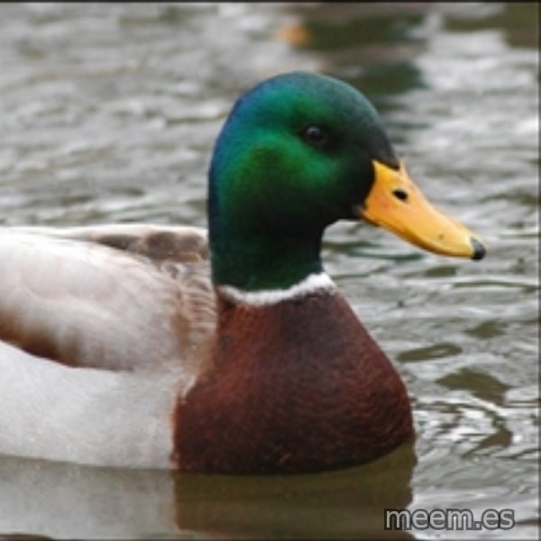 Actual Advice Mallard 1 meme template
